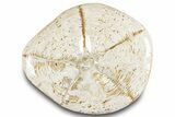 Polished Fossil Sea Biscuit (Clypeaster) - Morocco #288936-2